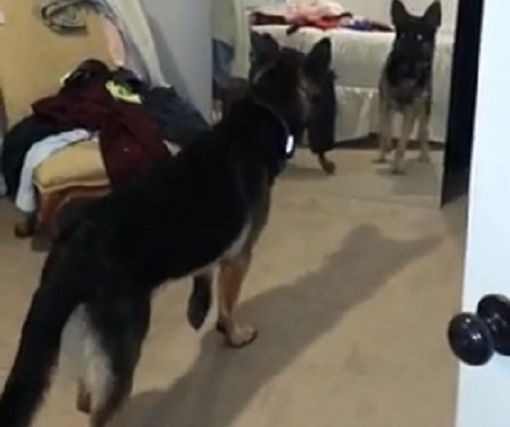 Adorable Pup Checks Himself Out In The Mirror And Is Nothing But Confused!