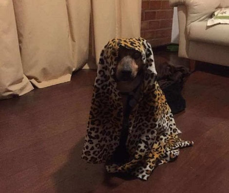 Adorable Blind Dog Has A Heart-Touching Way To Make Sure His Family Is There With Him