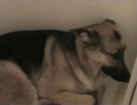 This Adorable Pup's Reaction After Being Caught In The Shower Is Truly Epic!