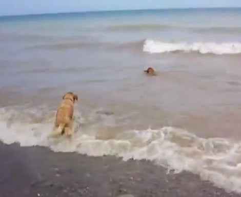 The Amount Of Fun These Two Pups Are Having Is Incredible! Check This Out!
