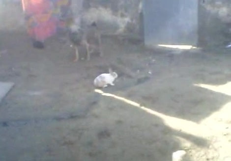 Watch What Happens When An Excited Pup Meets A Speedy Bunny!