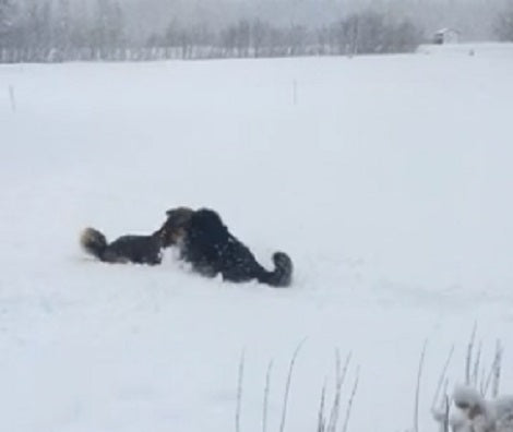 You Might Run Inside When It Snows, But these Pups Do Just The Opposite!