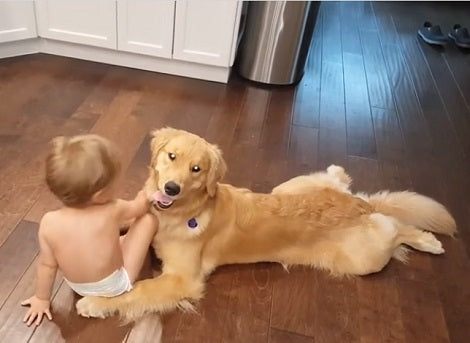Loving Pup Lets Toddler Inspect His Tongue While He Looks Straight At The Camera!