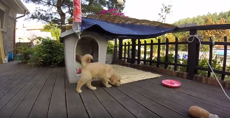 This Adorable Pup's Day Out Will Put A Smile On Your Face!
