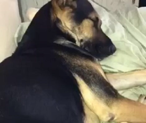 This Adorable Pup Is Totally Annoyed By Being Woken Up On The Couch!