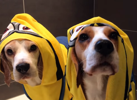 These Adorable Pups Absolutely Hate Bath Time And Will Do Anything To Avoid It!