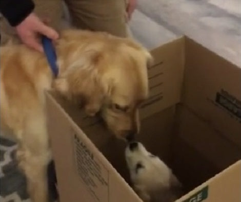 See How Excited This Pup Is To Be Able To Meet His Puppy Sister!
