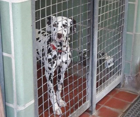 Sick Puppy Purchased Online Was Afraid Of Everything... Then She Met Her Loving Mom