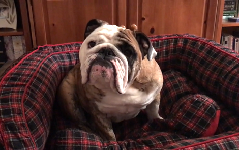 When You See Why This Pup's Sad Your Heart Is Going To Go 'Awww'!