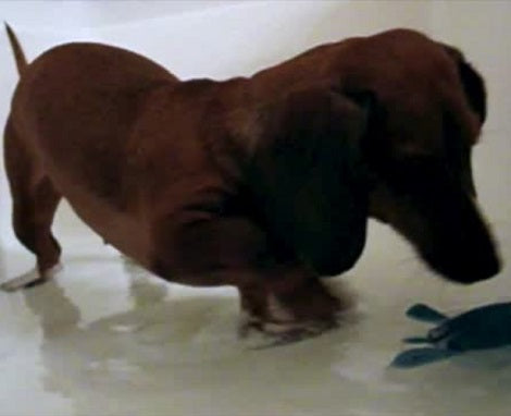 This Adorable Pup Absolutely Loves Bath Time! Check Out Her Excitement!