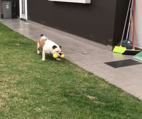 If There's One Thing These Pups Absolutely Love It's The Yellow Dumbbells!