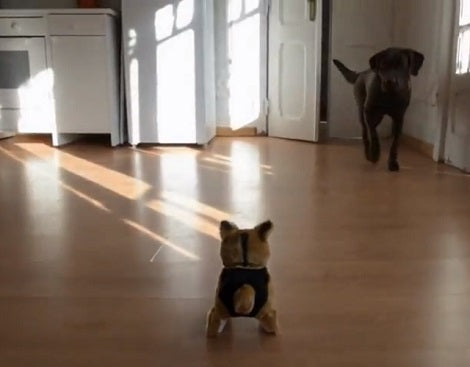 Adorable Pup Meets A Flip Over Dog And Doesn't Know What To Think!