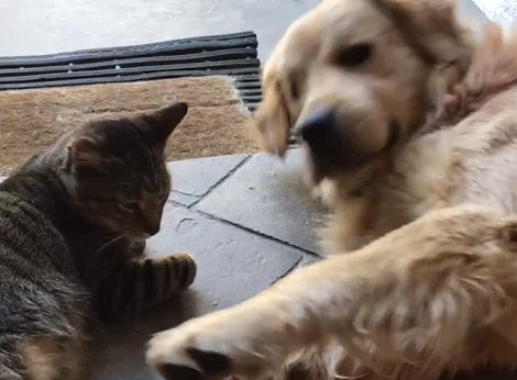 Watch How This Kitten Imitates This Adorable Pup's Every Move!