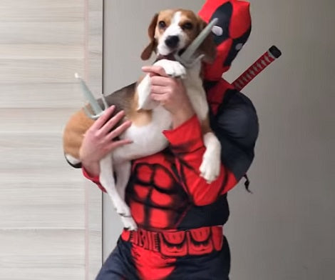 Watch How These Pups React When They Meet Deadpool! This Is Hilarious!