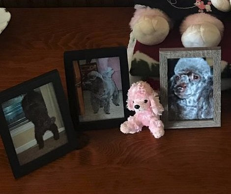 Heartbroken Grandma Gets A Touching Letter From Her Dog Who Passed Away