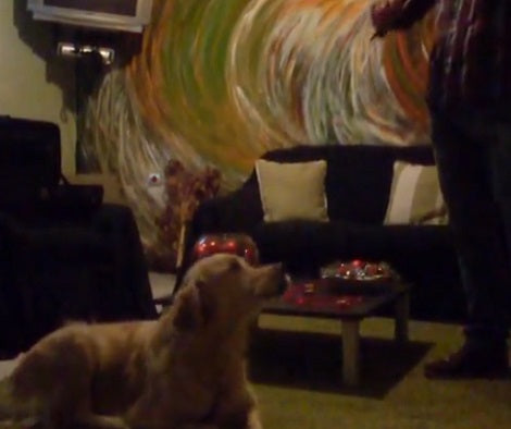 This Adorable Pup Can't Contain Herself Whenever She Hears Dad Playing A Violin!