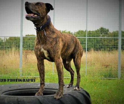 This Adorable Pup Who Was About To Be Euthanized Is Looking For His Loving Home