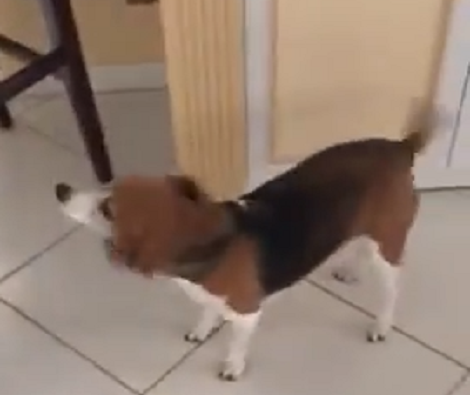 How This Adorable Pup Reacts When It's Time to Eat Is Hilarious!