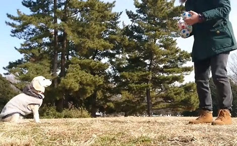 Playing Fetch Is So Old-School! This Pup Has Raised The Game A Tiny Bit!