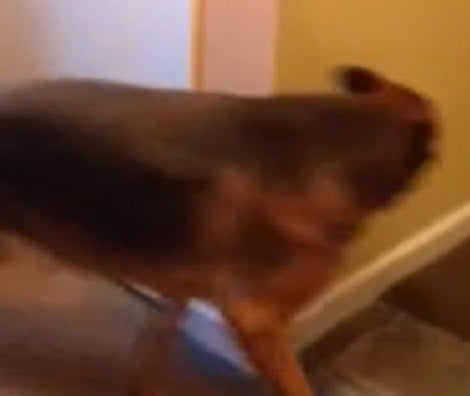This Adorable Pup Is Totally Overjoyed To See Her Mommy After 2 Long Years!