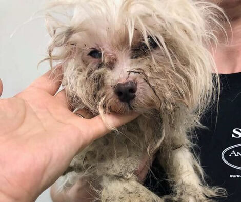 Severely Matted Senior Pup Abandoned At Shelter Gets A Second Chance To Life