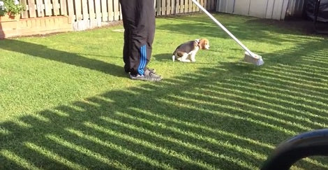Watch How This Adorable Pup Chases The Broom In The Backyard! So Cute!
