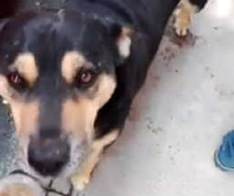 This Adorable And Clever Pup Has Come Up With A New Way To "Buy" Treats!