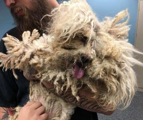 Severely Matted Pup Gets Rescued And Receives A Second Chance To Life