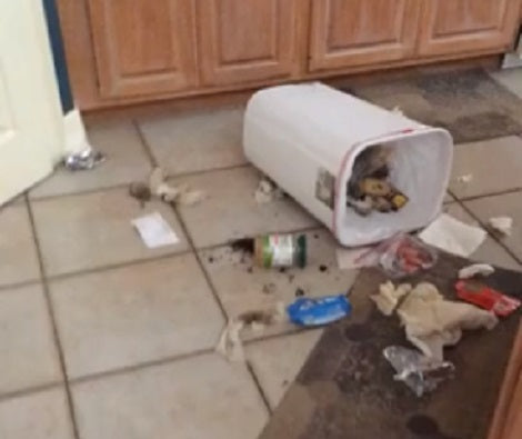 You Have To See The Epic Expressions On The Face Of The Pups Who Made This Mess!