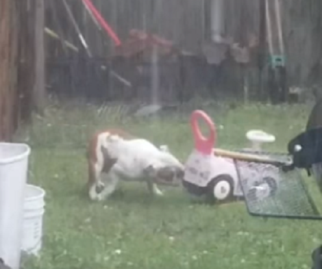 Unlike Us, This Adorable Pup Actually Looks Forward To Storms!