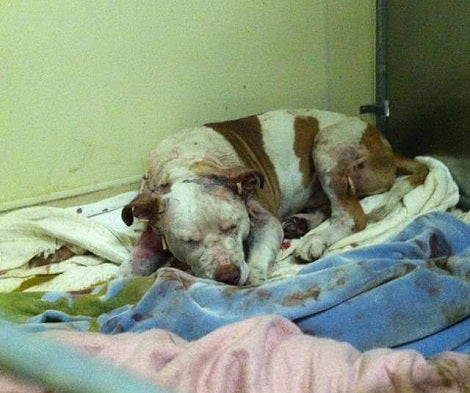 Heartbroken Pup Used As 'Bait' Was Going To Be Euthanized But The Vet Had Other Plans