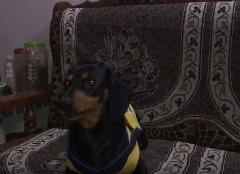 How This Adorable Pup Refuses To Take Shower Is Going To Amaze You!