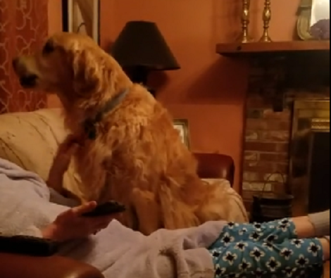 Adorable Pup Sits On Dad's Recliner And Starts Howling At Tom Brady!