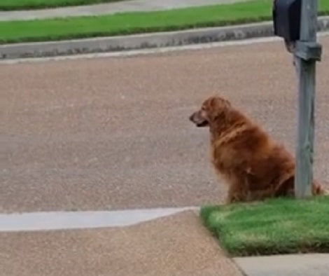 Wait Till You See What This Adorable Pup Is Waiting For! This Is Unbelievable!