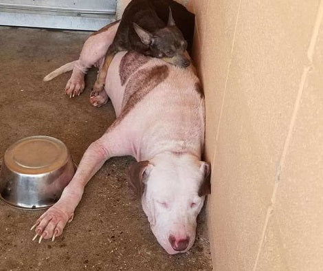 Bonded Shelter Pups Who Comfort Each Other Are Looking To Be Adopted Together