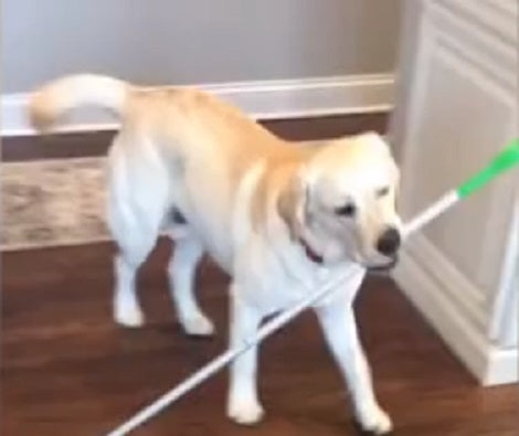 When You See What This Pup Is Doing, You're Going Not To Believe It!