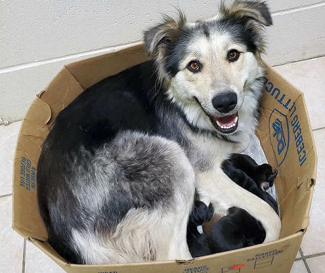 Mama Dog Abandoned In A Landfill Inside A Box With Her 9 Puppies Get R ...