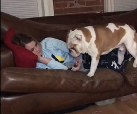 Watch How This Pup Distracts His Mom From Looking At Her Phone!