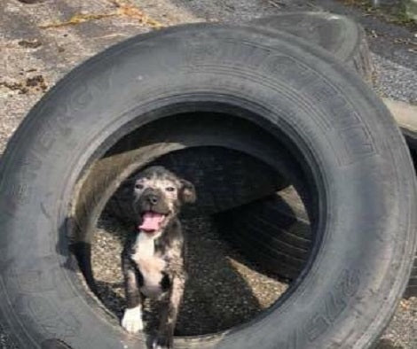 This Pup Couldn't Stop Smiling When Rescuers Arrived To Give Her A Second Chance To Life