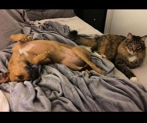 Adorable Pup Meets Twin And Immediately Convinces Mom To Bring Him Home!