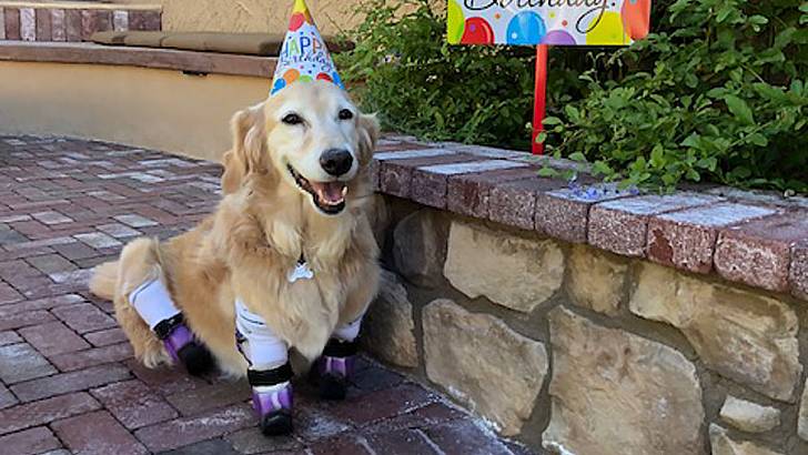 Adorable Therapy Pup With Prosthetic Paws Brims With Inspiration During Cancer Battle