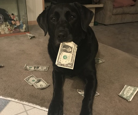 Responsible Pup Collects Money To Pay For Her Own Treats!