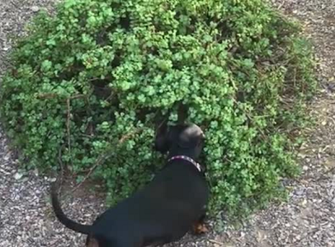 This Adorable Pup Thinks He's Catching Lizards! Watch Him In Action Here!