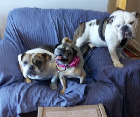 Senior Pup Rescued From Puppy Mill Becomes The Best Mom To Her New Puppies