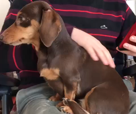 Adorable Pup Won't Let Daddy Stop Stroking Her!