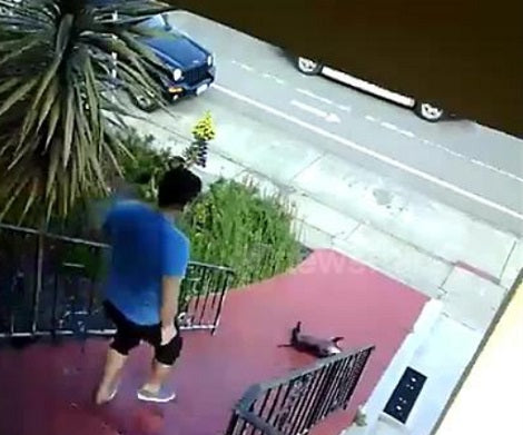 Adorable Pup Taken To The Vet Immediately After Accidentally Falling Down The Stairs