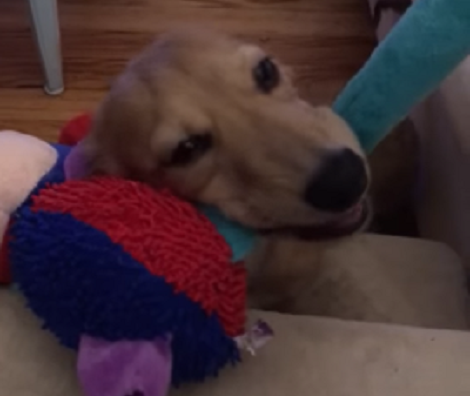 If You Think That Chewing Is Boring, You've Got To See This Pup's Expressions!