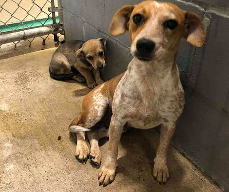 Mom And Her Pup Tremble In Fear So Mom Hides Her Pup In Crowded Shelter