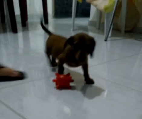 Watch How This Adorable Pup Enjoys Playing With His Friends And A Ball!