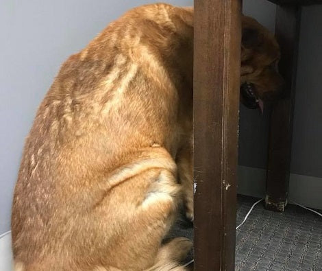 When This Pup's Parent Passed Away, He Became Very Depressed... Until He Met This Man